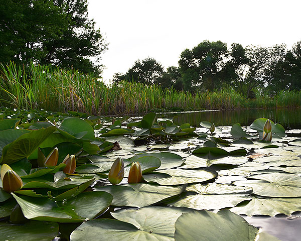 pond with lily pads